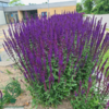 Salvia nemorosa 'Caradonna', Småblomstret salvie C2,0
