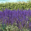 Salvia nemorosa 'Caradonna', Småblomstret salvie C2,0