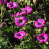 Geranium cinereum var. subcaulescens 'Splendens', Storkenæb