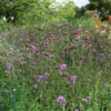 Verbena bonariensis, Kæmpejernurt C2,0