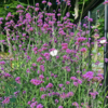 Verbena bonariensis, Kæmpejernurt C2,0