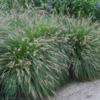 Pennisetum alopecuroides 'Hameln' C2,0