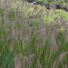 Pennisetum alopecuroides 'Hameln' C2,0