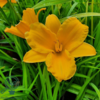Hemerocallis hybrid 'Stella d'Oro', Daglilje