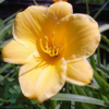Hemerocallis hybrid 'Stella d'Oro', Daglilje
