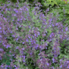 Nepeta faassenii 'Six Hills Giant', Blåkant / Katteurt