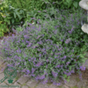 Nepeta faassenii 'Six Hills Giant', Blåkant / Katteurt