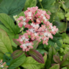 Rodgersia pinnata, Finnet bronzeblad