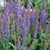 Salvia nemorosa 'Ostfriesland, Småblomstret salvie