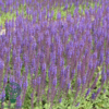 Salvia nemorosa 'Ostfriesland, Småblomstret salvie