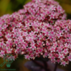 Sedum telephium 'Matrona', Sankthansurt