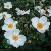 Anemone japonica-hybrid 'Honorine Jobert' Dafo® , Anemone C0,8