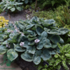 Hosta sieboldiana-hybrid 'Big Daddy', Funkia