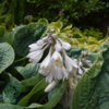 Hosta sieboldiana-hybrid 'Big Daddy', Funkia