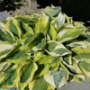 Hosta sieboldiana-hybrid 'Wide Brim', Funkia C0,8