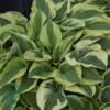 Hosta sieboldiana-hybrid 'Wide Brim', Funkia C0,8