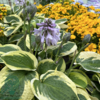 Hosta sieboldiana-hybrid 'Wide Brim', Funkia C0,8