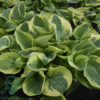 Hosta sieboldiana-hybrid 'Wide Brim', Funkia C0,8