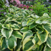 Hosta sieboldiana-hybrid 'Wide Brim', Funkia C0,8