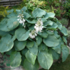 Hosta sieboldiana-hybrid 'Elegans, Funkia