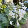Hosta sieboldiana-hybrid 'Elegans, Funkia
