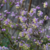 Thalictrum delavayi, Violfrøstjerne