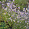 Thalictrum delavayi, Violfrøstjerne