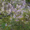 Thalictrum delavayi, Violfrøstjerne