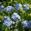 Myosotis palustris 'Thüringen', Forglemmigej