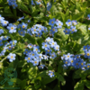 Myosotis palustris 'Thüringen', Forglemmigej