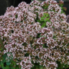 Origanum vulgare 'Compactum', Oregano