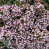 Origanum vulgare 'Compactum', Oregano