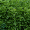 Origanum vulgare 'Compactum', Oregano