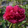 Paeonia officinalis 'Rosea Plena', Pæon / bonderose