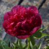 Paeonia officinalis 'Rosea Plena', Pæon / bonderose