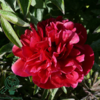 Paeonia officinalis 'Rubra Plena', Pæon / bonderose