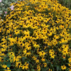 Rudbeckia fulgida var. sullivantii 'Goldsturm', Strålesolhat
