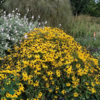 Rudbeckia fulgida var. sullivantii 'Goldsturm', Strålesolhat