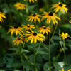 Rudbeckia fulgida var. sullivantii 'Goldsturm', Strålesolhat