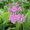 Primula beesiana, Etageprimula
