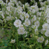 Geranium phaeum 'Album', Storkenæb
