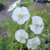 Geranium phaeum 'Album', Storkenæb