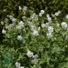 Geranium phaeum 'Album', Storkenæb