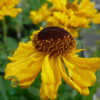 Helenium bigelovii 'The Bishop', Solbrud