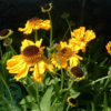 Helenium bigelovii 'The Bishop', Solbrud