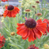 Helenium hybrid 'Moerheim Beauty', Solbrud