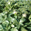 Pachysandra terminalis 'Green Carpet'
