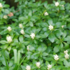 Pachysandra terminalis 'Green Carpet'