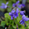 Viola odorata 'Königin Charlotte'