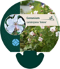 Geranium cantabrigiense 'Biokovo', Storkenæb